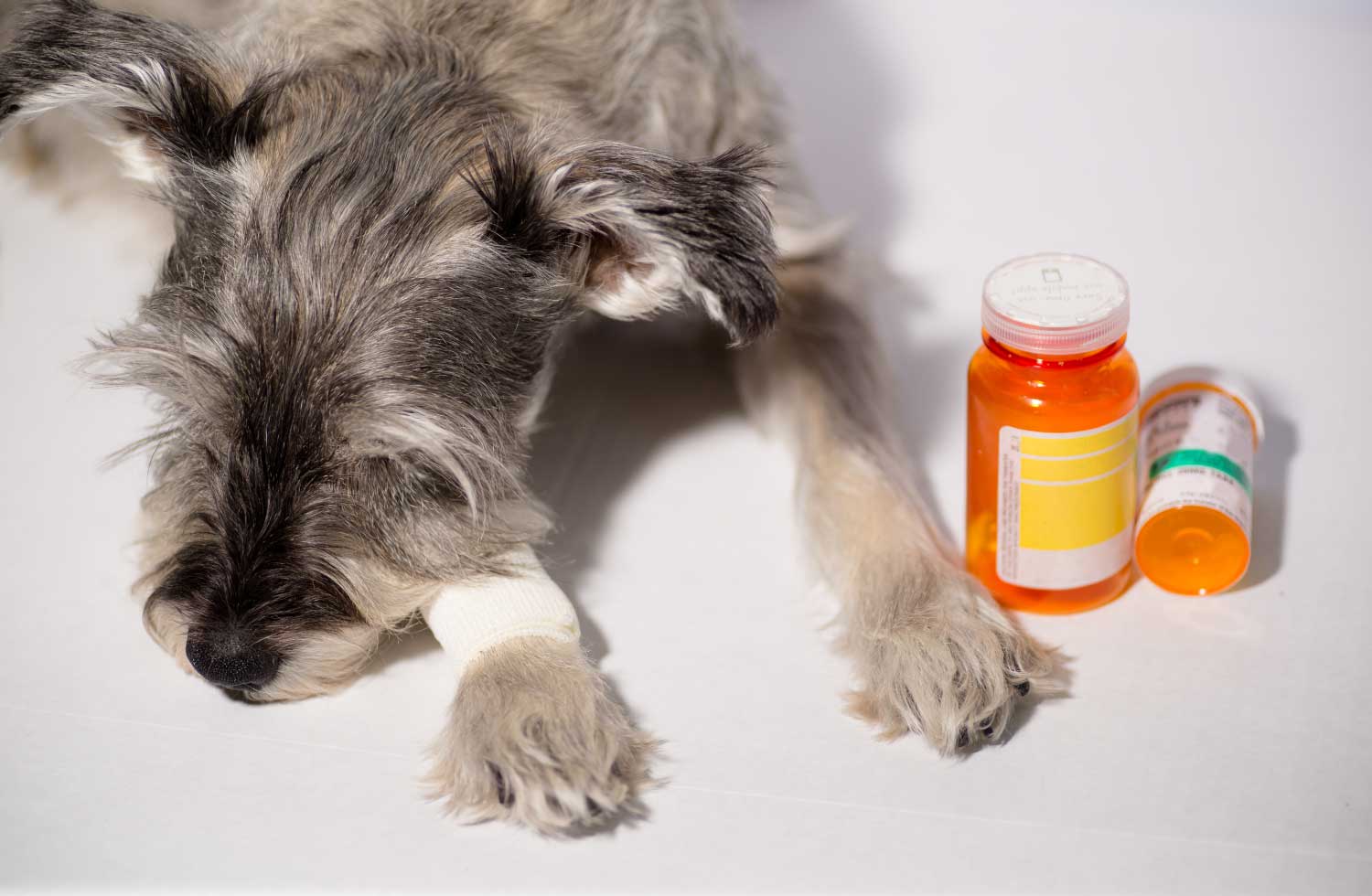 Fotografía de un perrito con medicamentos acostado representa el seguro de mascotas